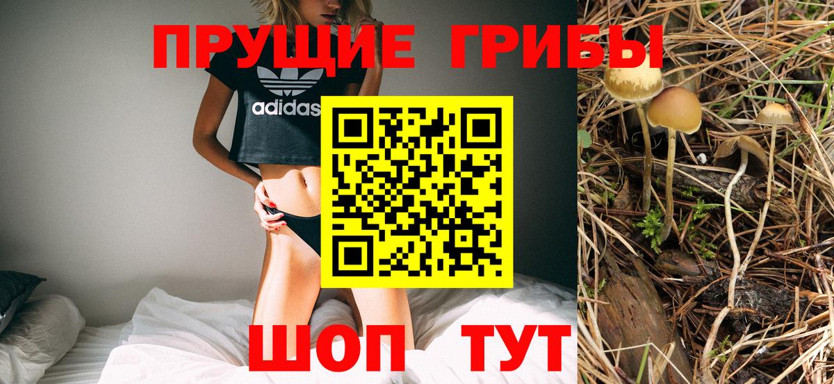 Галлюциногенные грибы Psilocybine cubensis Полысаево
